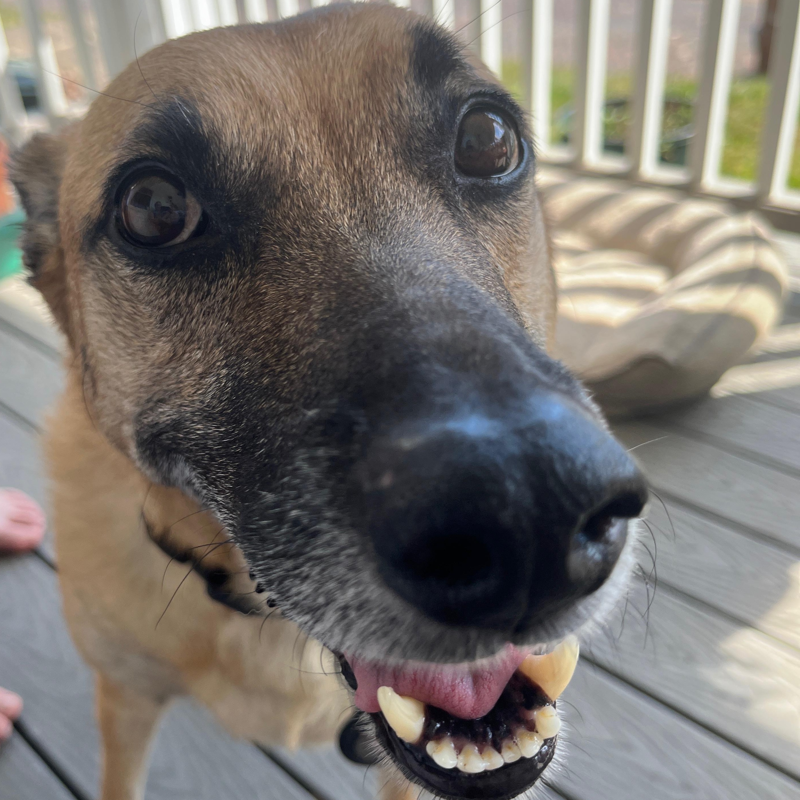 Enlarge Ellie, a Adoptable mixed breed in New Albany, OH image 6/6