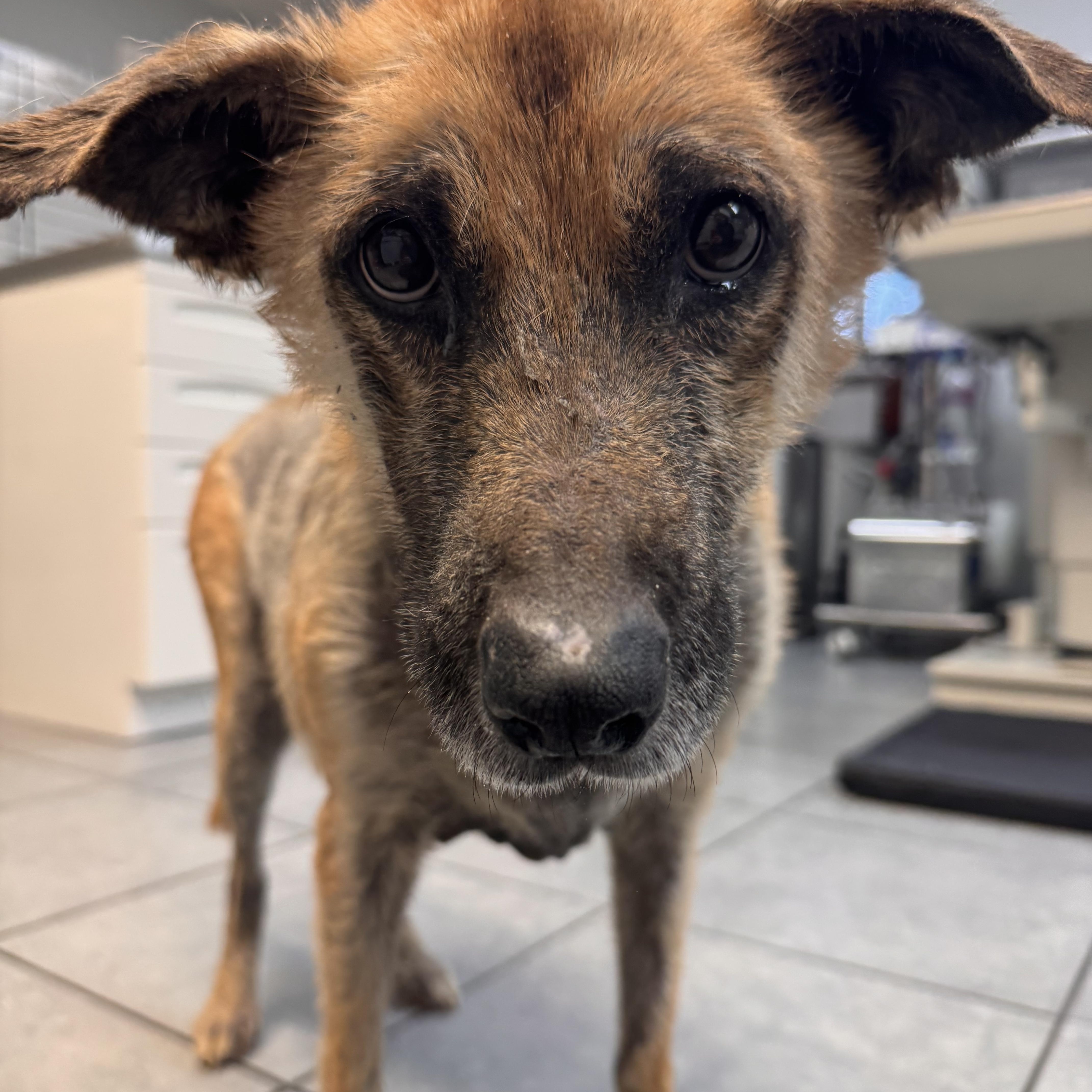 Enlarge Ellie, a Adoptable mixed breed in New Albany, OH image 5/6