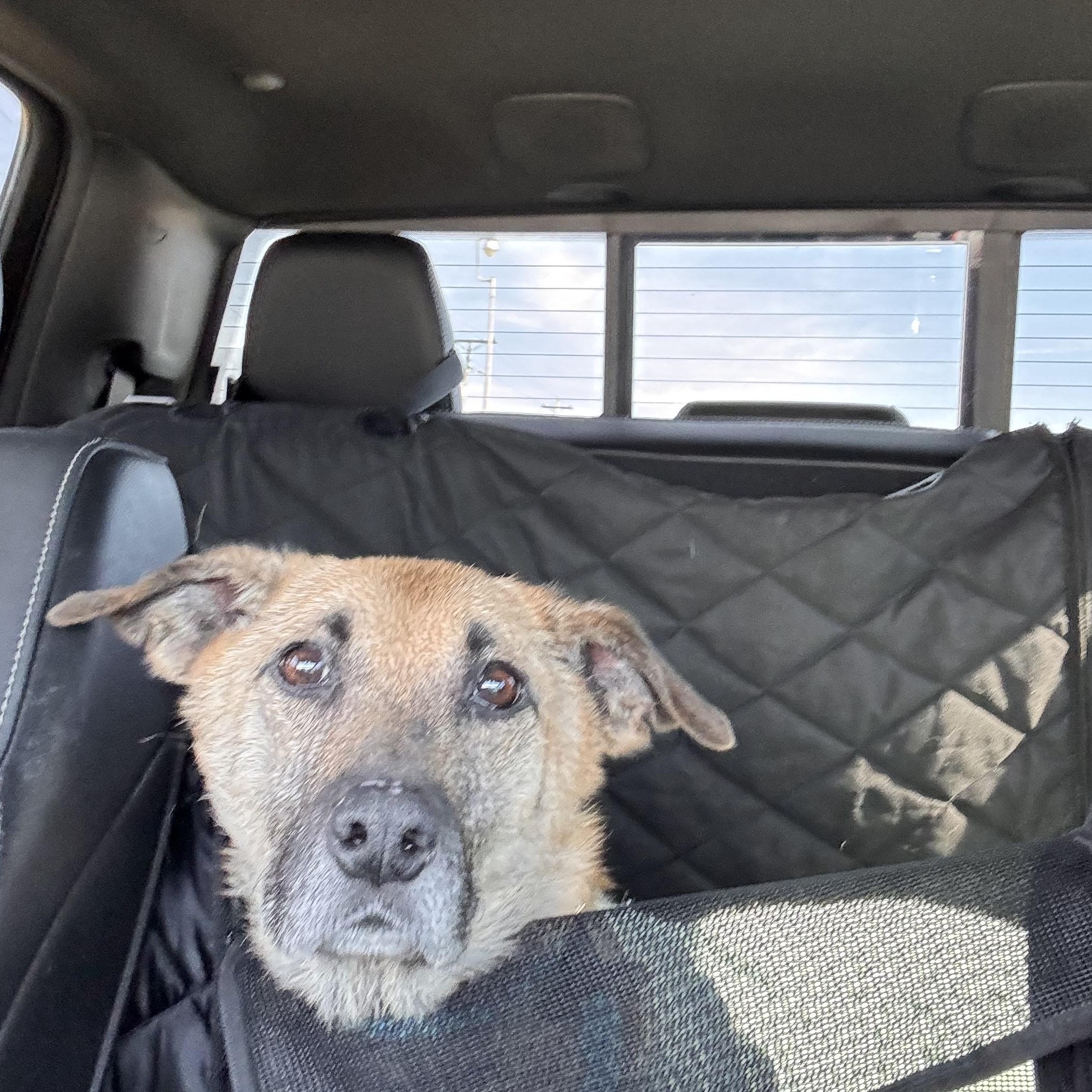 Enlarge Ellie, a Adoptable mixed breed in New Albany, OH image 1/6