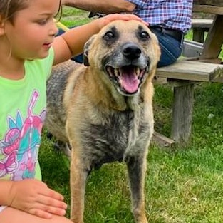 Enlarge Ellie, a Adoptable mixed breed in New Albany, OH image 4/6