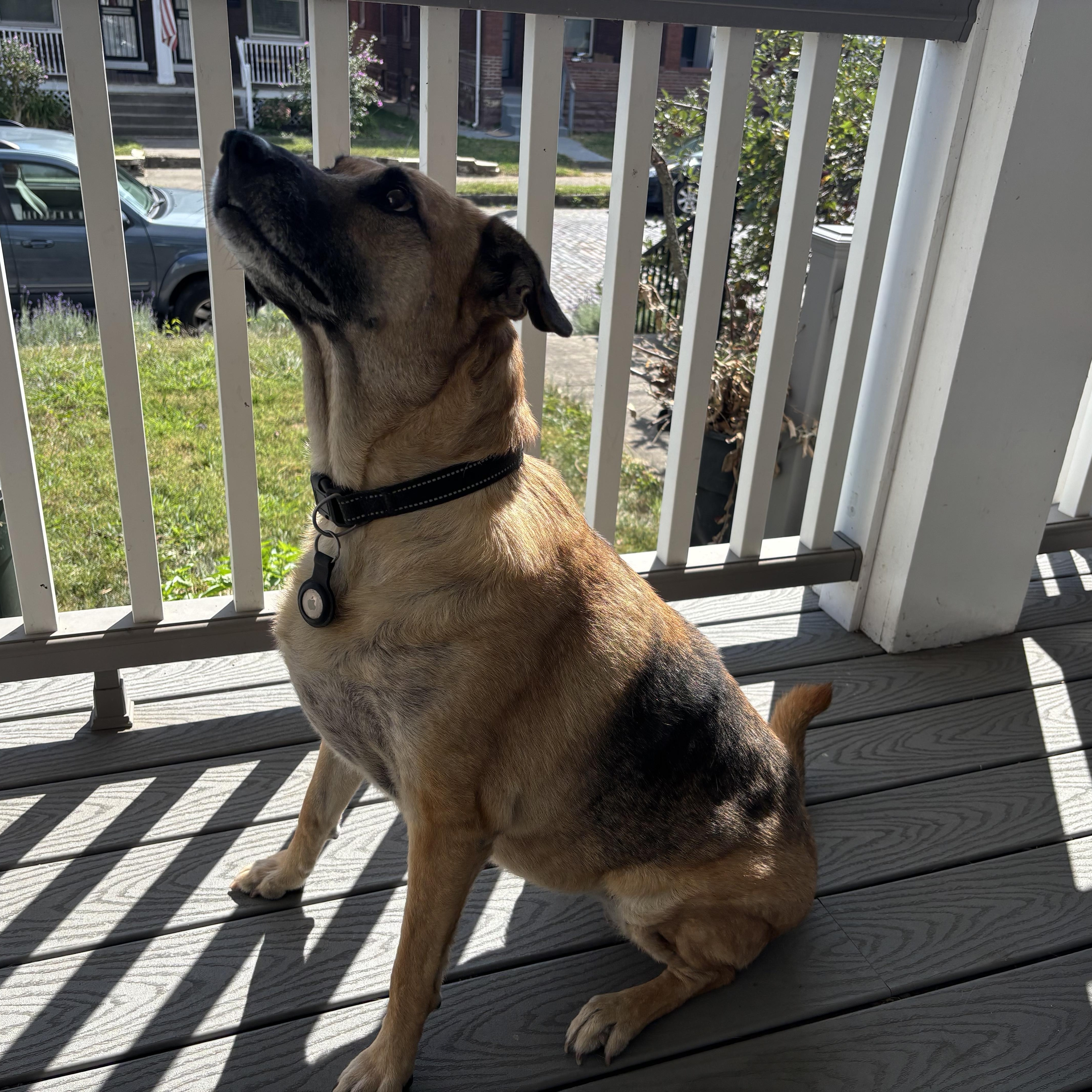 Enlarge Ellie, a Adoptable mixed breed in New Albany, OH image 2/6