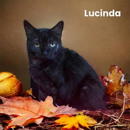 Lucinda