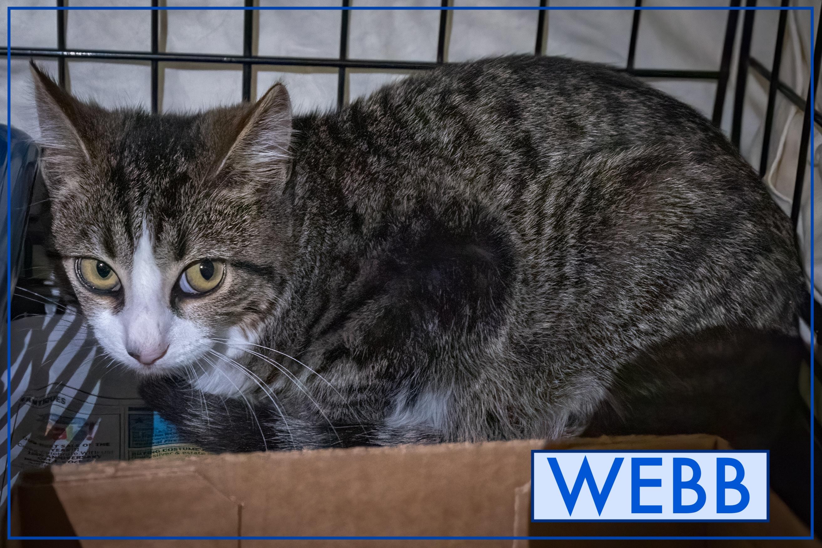 Spider (f) & Webb (m) (FCID 10/22/25-37,36 Trainer