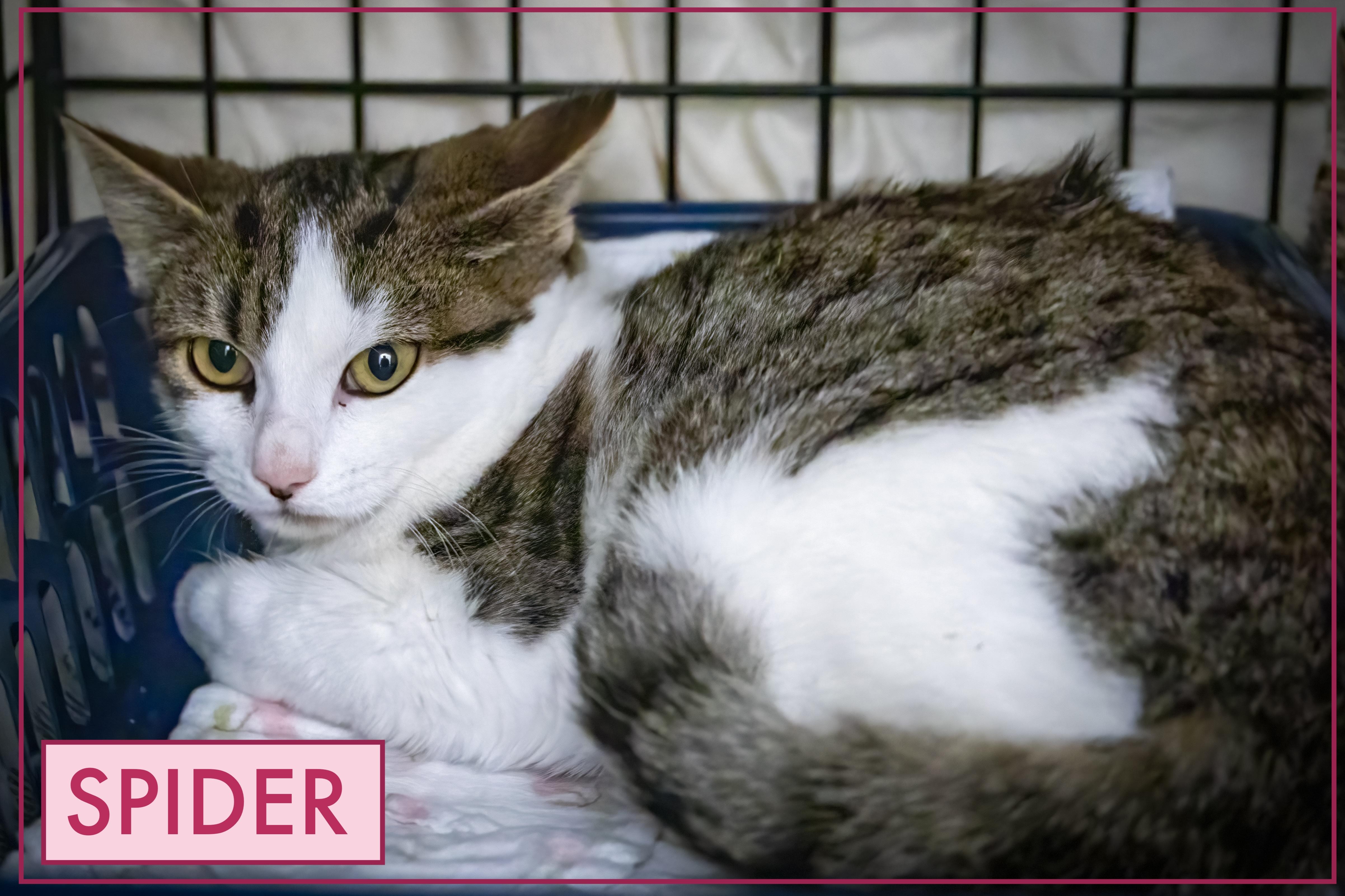 Spider (f) & Webb (m) (FCID 10/22/25-37,36 Trainer