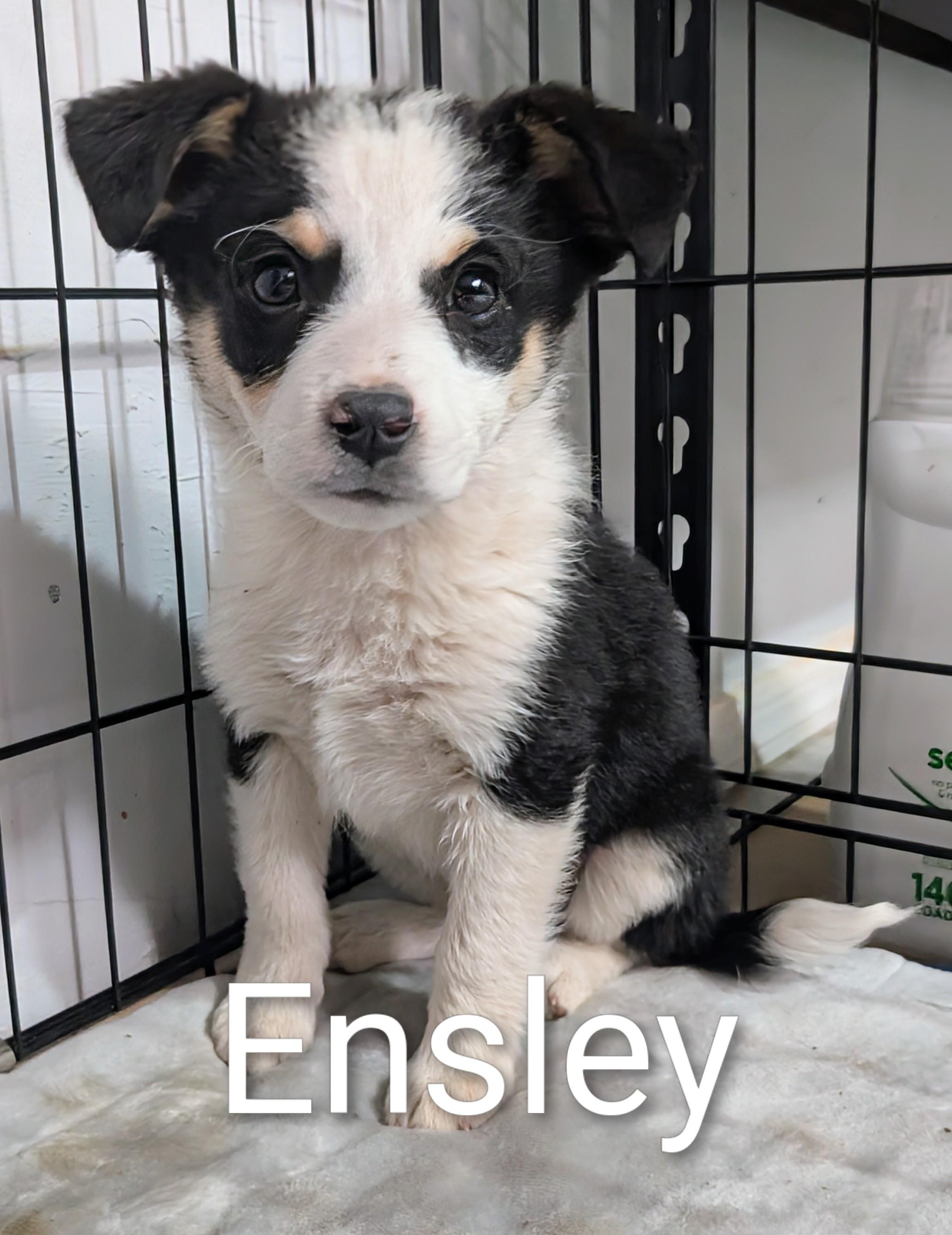 Ensley , a ADOPTABLE mixed breed in Saint David, AZ image 1/2