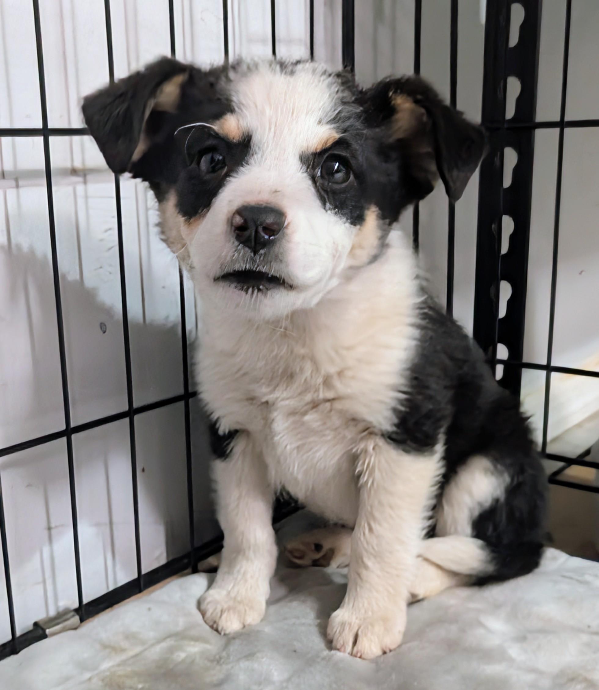 Ensley , a ADOPTABLE mixed breed in Saint David, AZ image 2/2