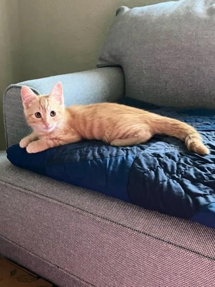 Bon Bon, Adoptable, Kitten Male Domestic Short Hair & Domestic Short Hair.