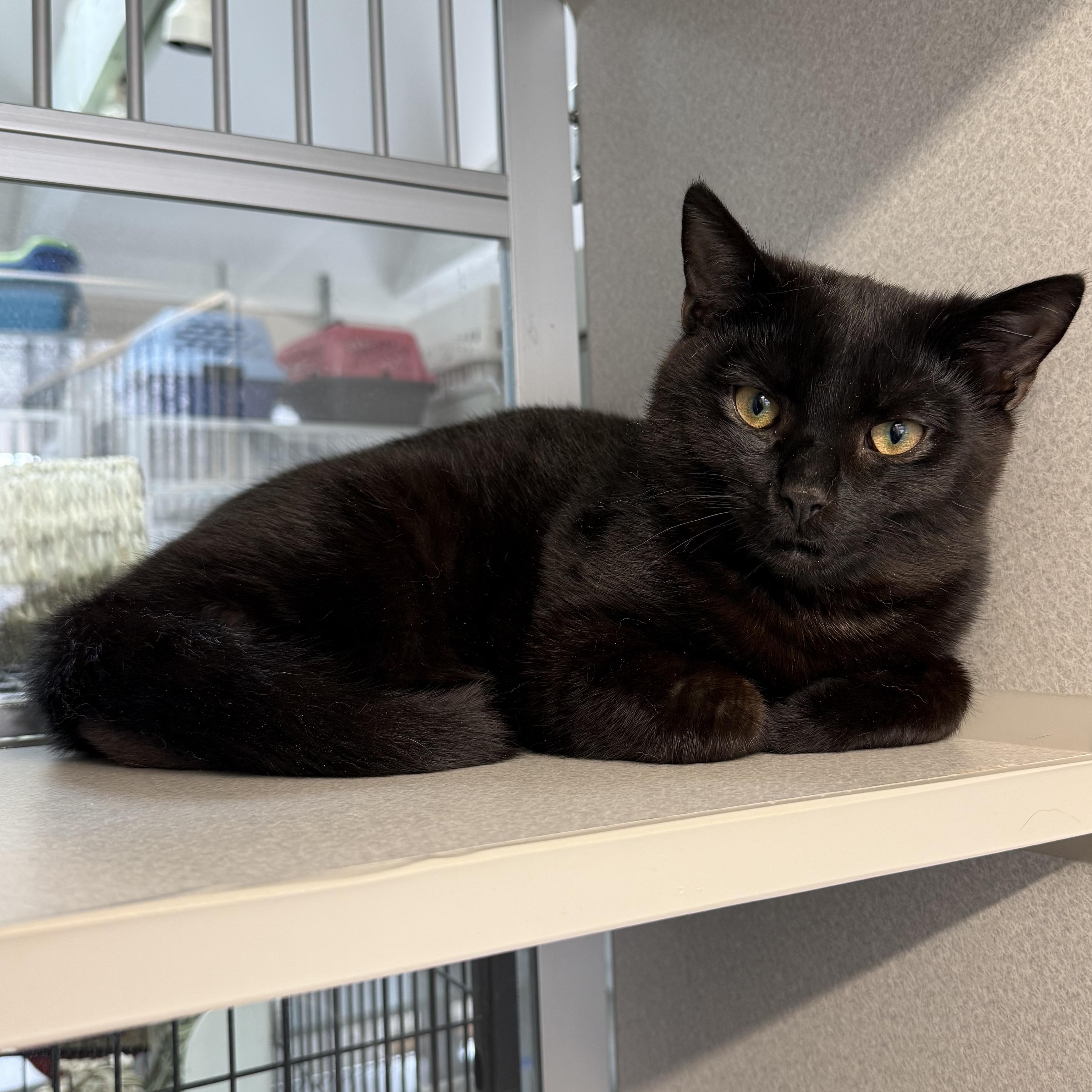 Misha & Maverick, adopted, Kitten Male Domestic Short Hair.