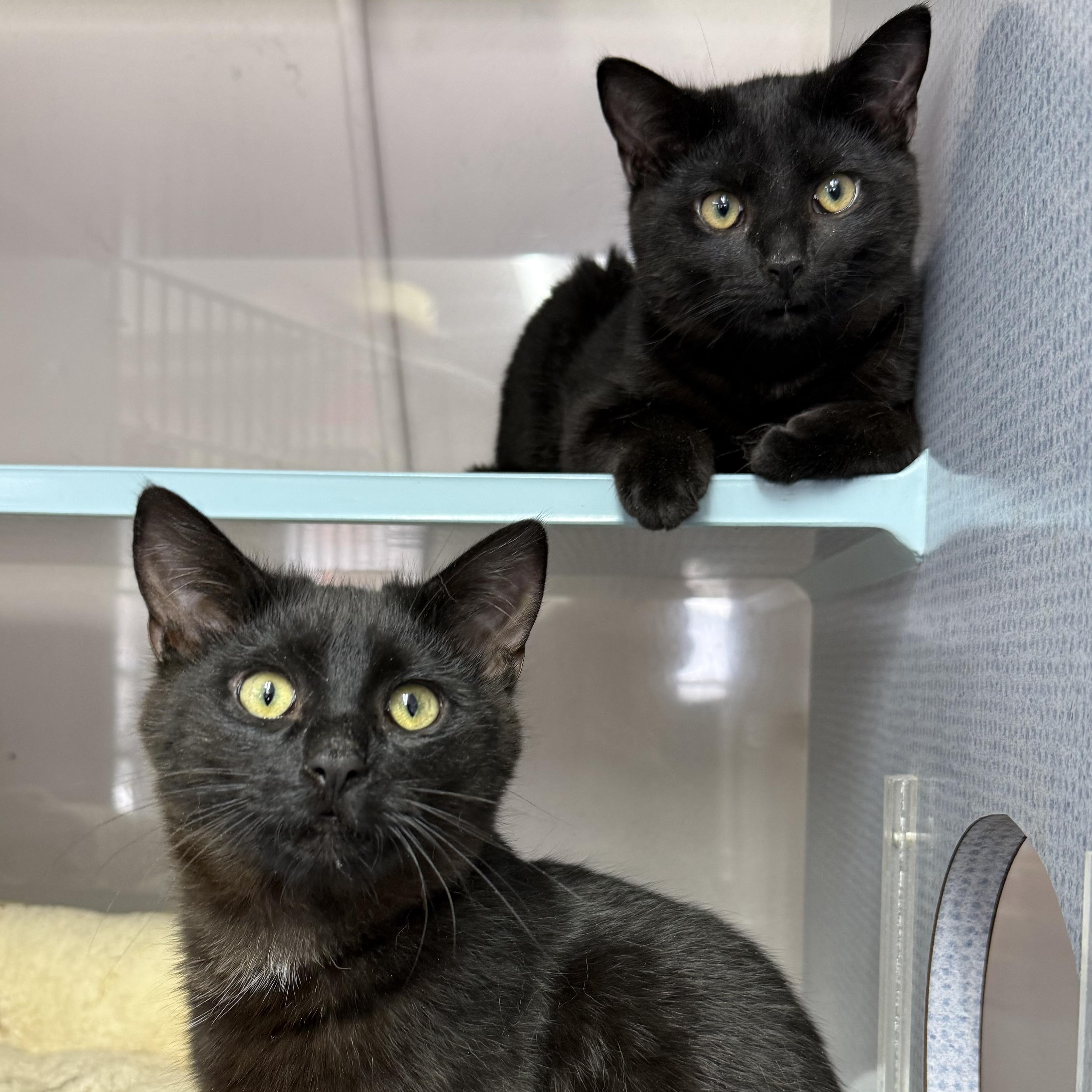 Enlarge Misha & Maverick, an adopted mixed breed in West Milford, NJ image 2/5