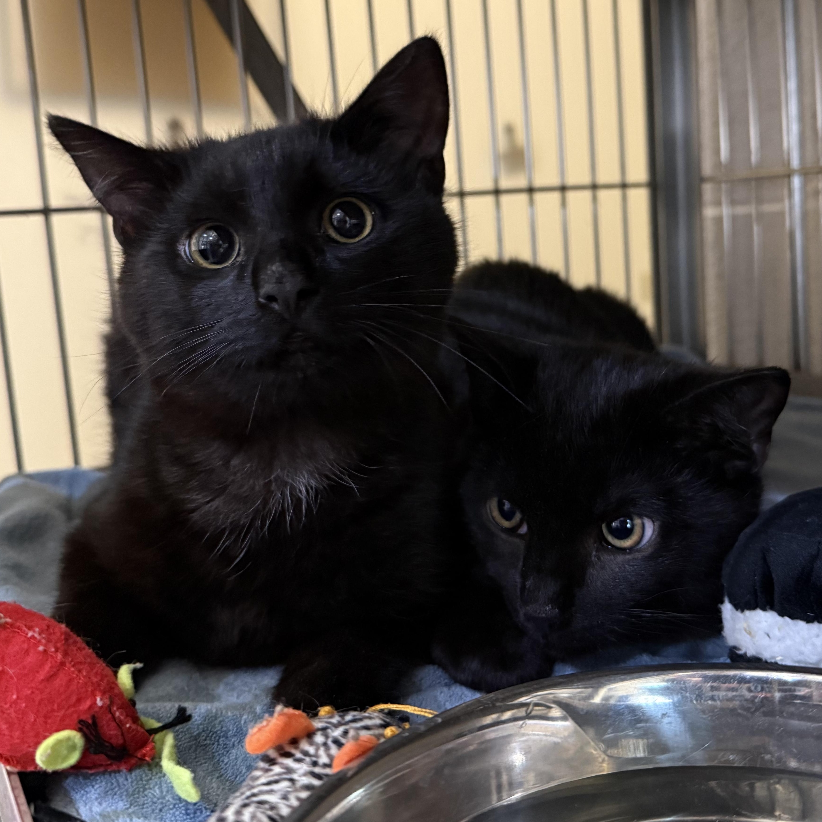 Enlarge Misha & Maverick, an adopted mixed breed in West Milford, NJ image 5/5