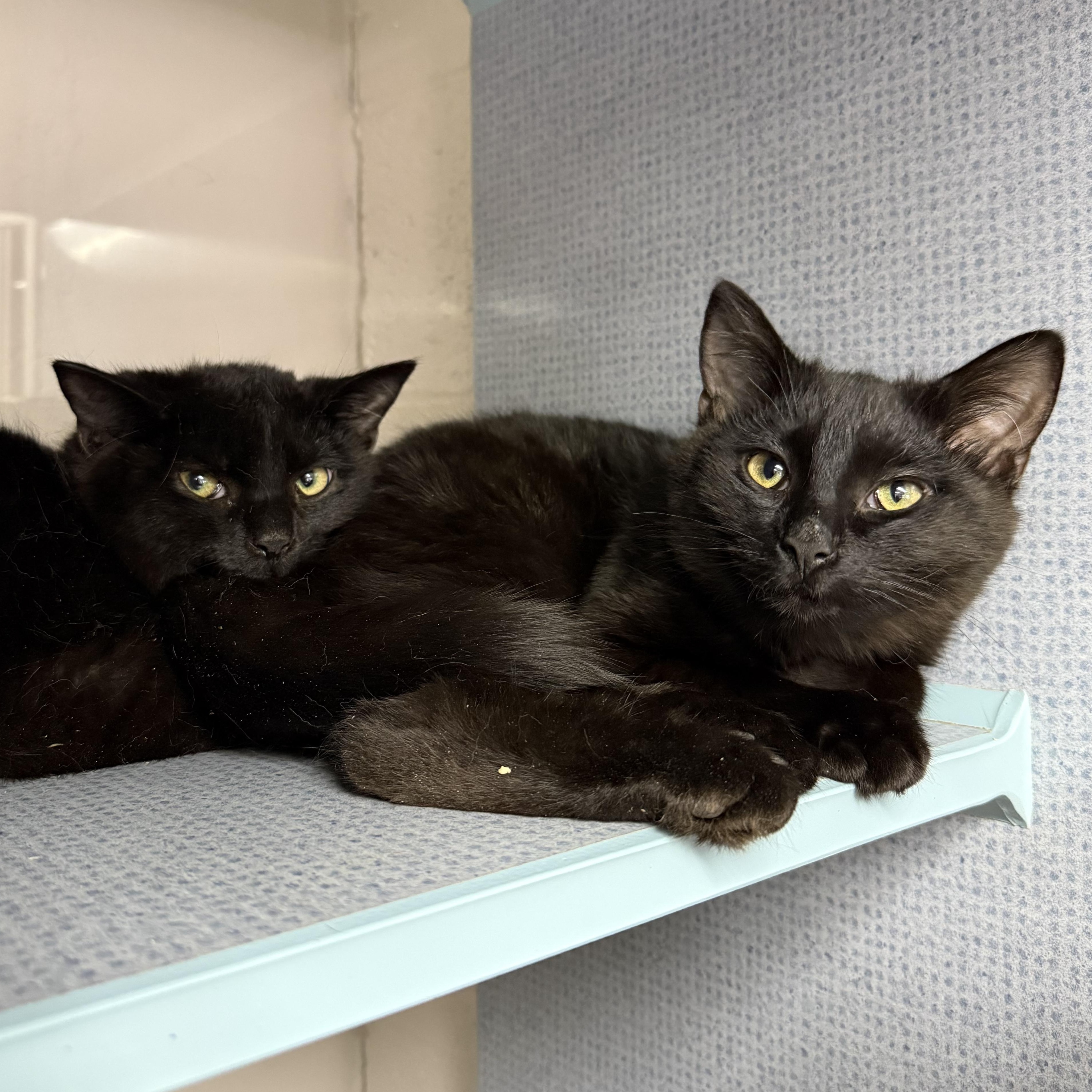 Enlarge Misha & Maverick, an adopted mixed breed in West Milford, NJ image 3/5