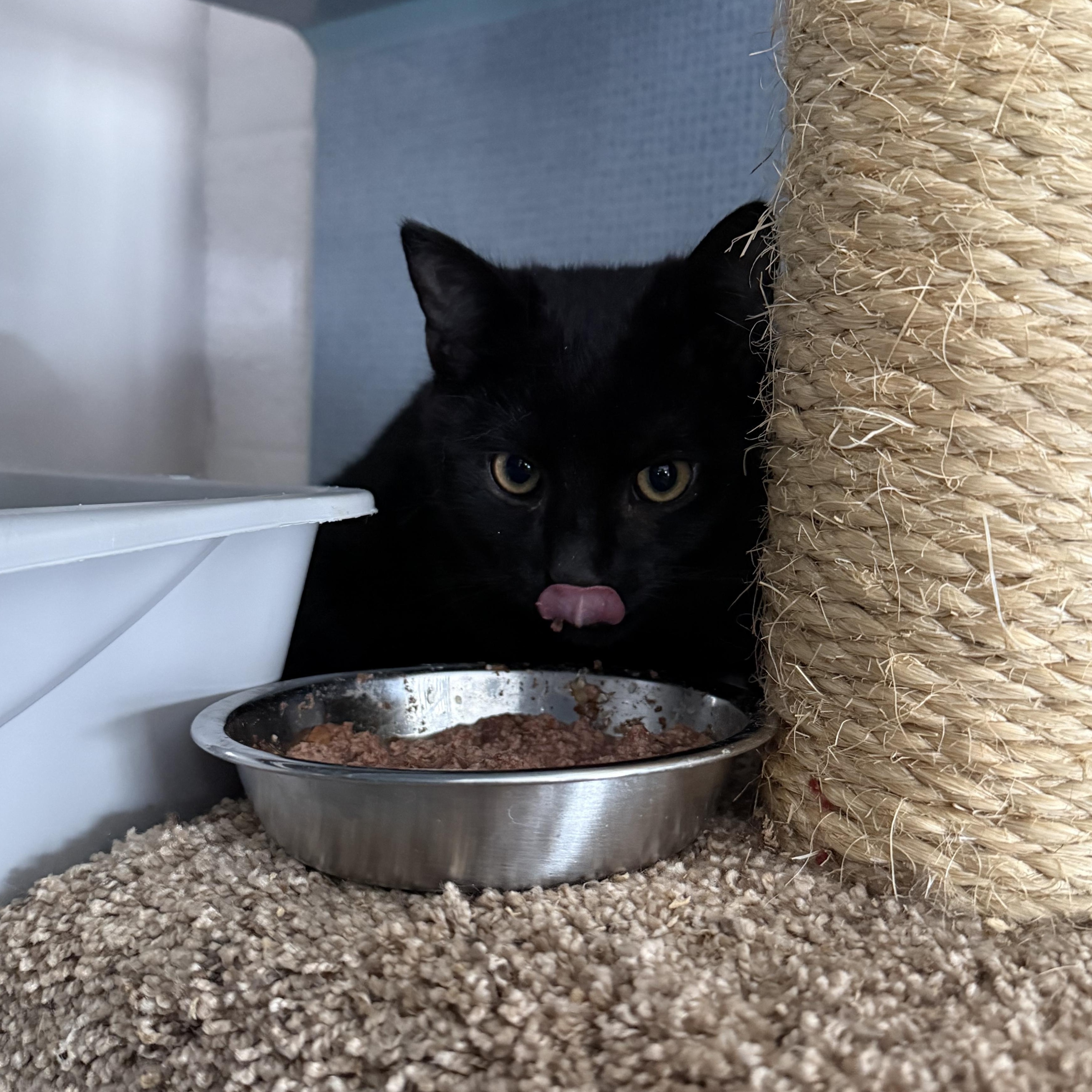 Enlarge Misha & Maverick, an adopted mixed breed in West Milford, NJ image 4/5