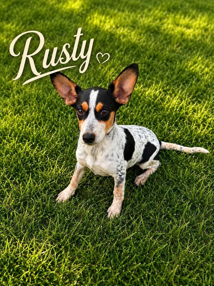 Rusty, Adopted, Puppy Male Mixed Breed.