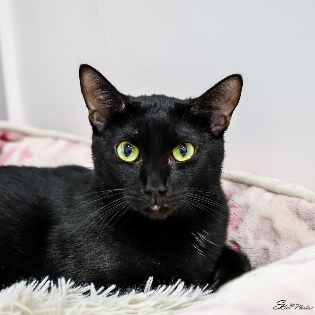 Smudge, Adoptable, Young Male American Shorthair.