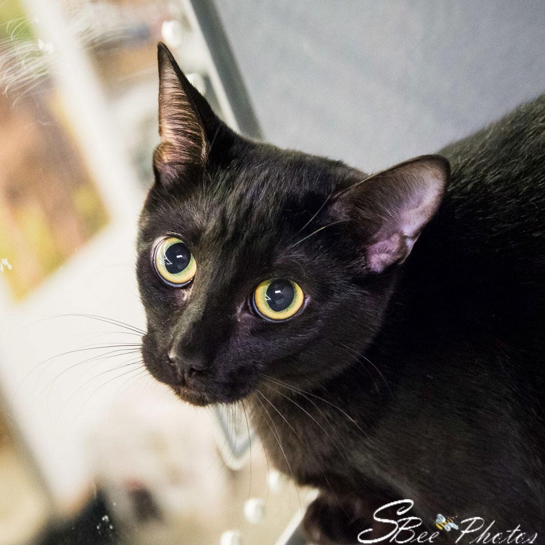 Enlarge Smudge, a Adoptable American Shorthair in St. Cloud, FL image 2/3