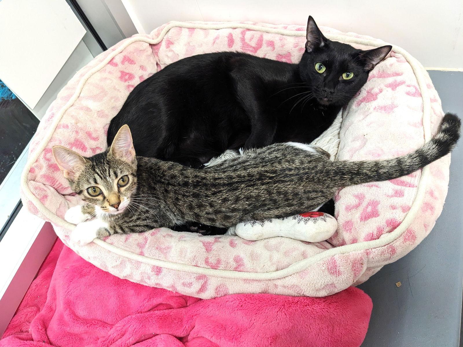 Enlarge Smudge, a Adoptable American Shorthair in St. Cloud, FL image 3/3