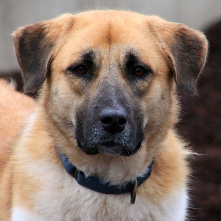 Becca, a Adoptable Anatolian Shepherd in Sequim, WA image 1/3