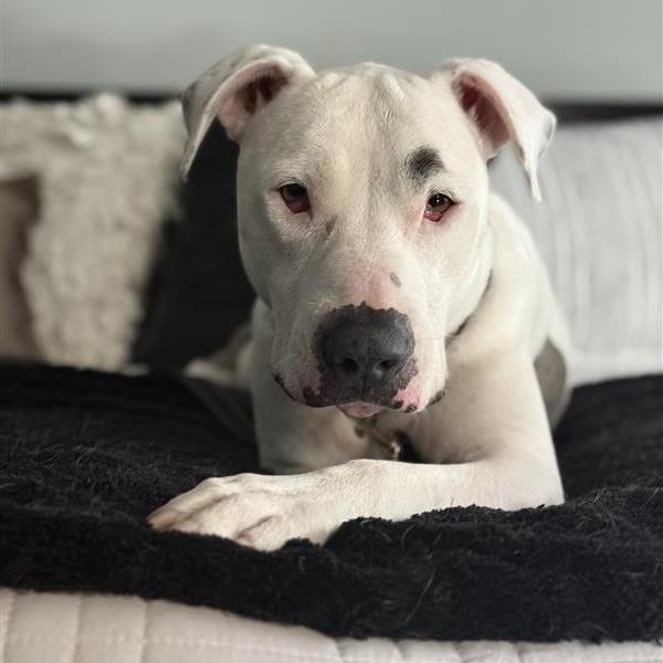 Enlarge Gypsy, a Adoptable Mixed Breed in Phoenix, AZ image 1/6