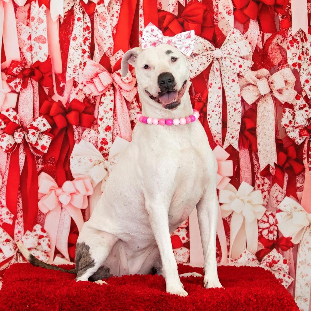 Enlarge Gypsy, a Adoptable Mixed Breed in Phoenix, AZ image 2/6