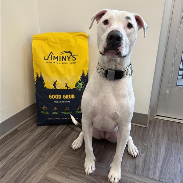 Enlarge Gypsy, a Adoptable Mixed Breed in Phoenix, AZ image 2/6