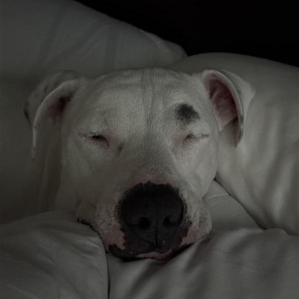 Enlarge Gypsy, a Adoptable Mixed Breed in Phoenix, AZ image 3/6