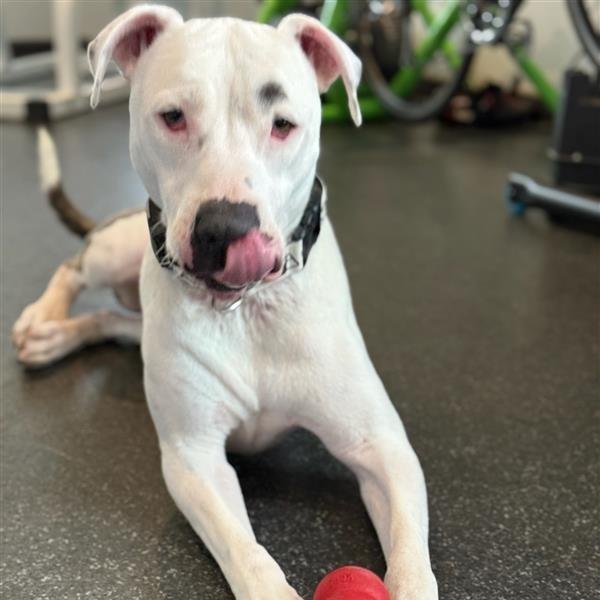 Enlarge Gypsy, a Adoptable Mixed Breed in Phoenix, AZ image 4/6