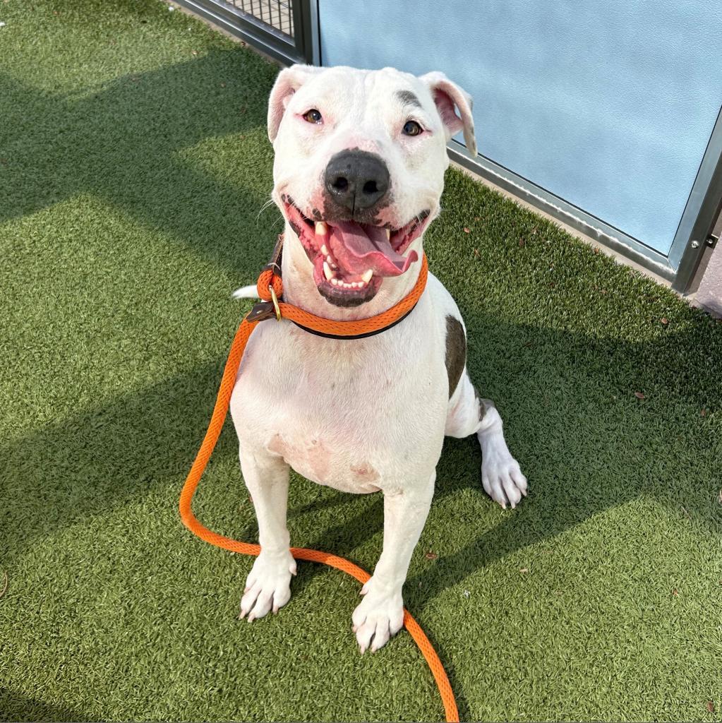 Enlarge Gypsy, a Adoptable Mixed Breed in Phoenix, AZ image 5/6