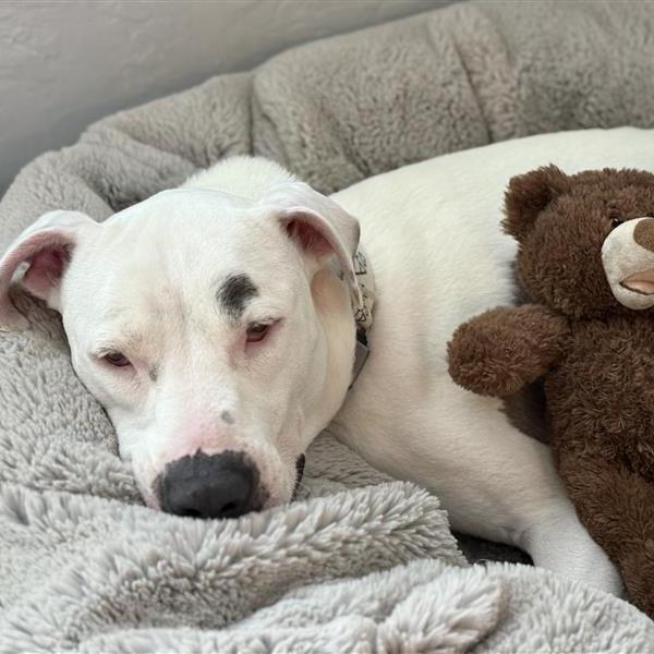 Enlarge Gypsy, a Adoptable Mixed Breed in Phoenix, AZ image 6/6