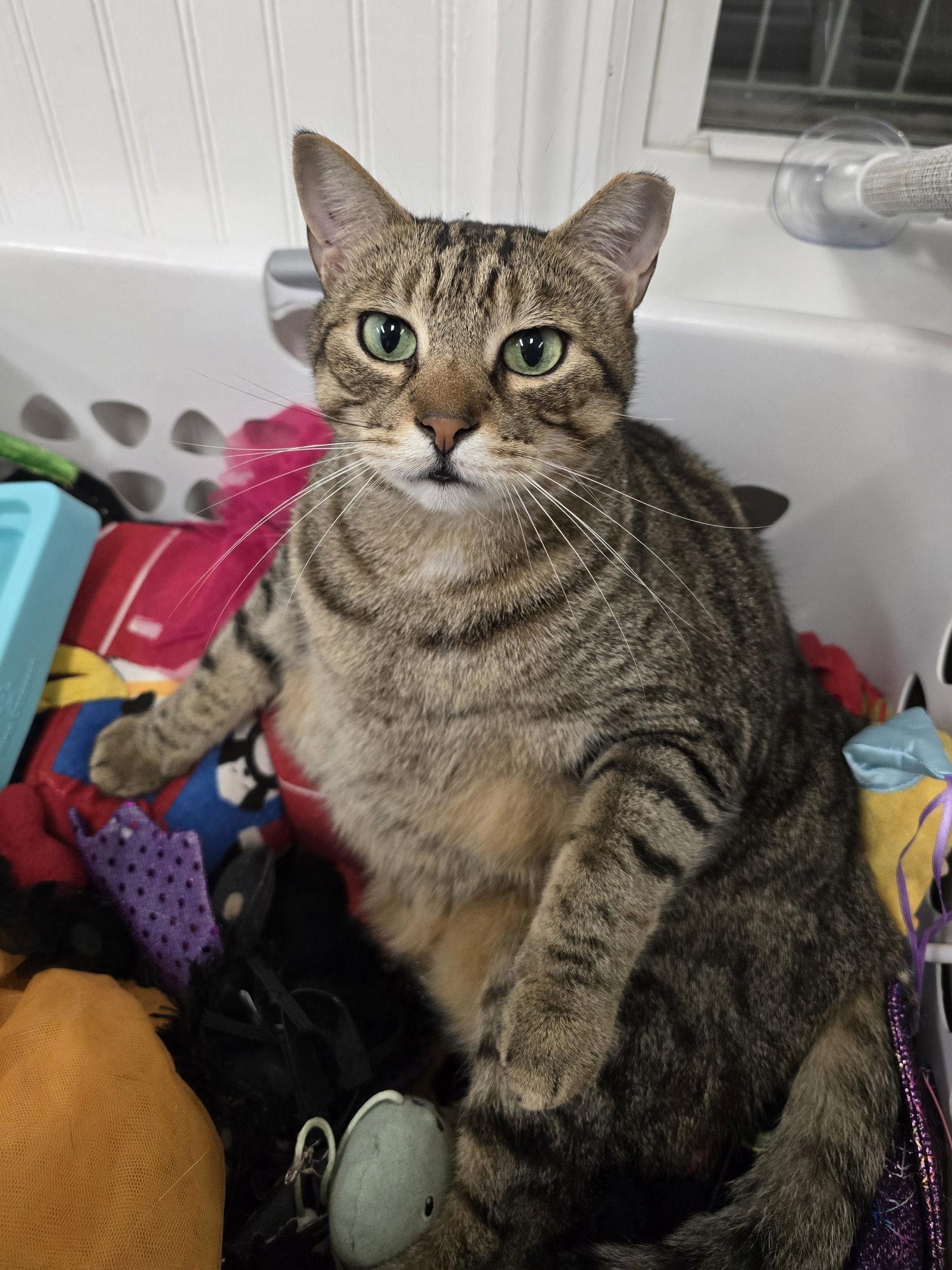 Dean, Adoptable, Adult Male Tabby.