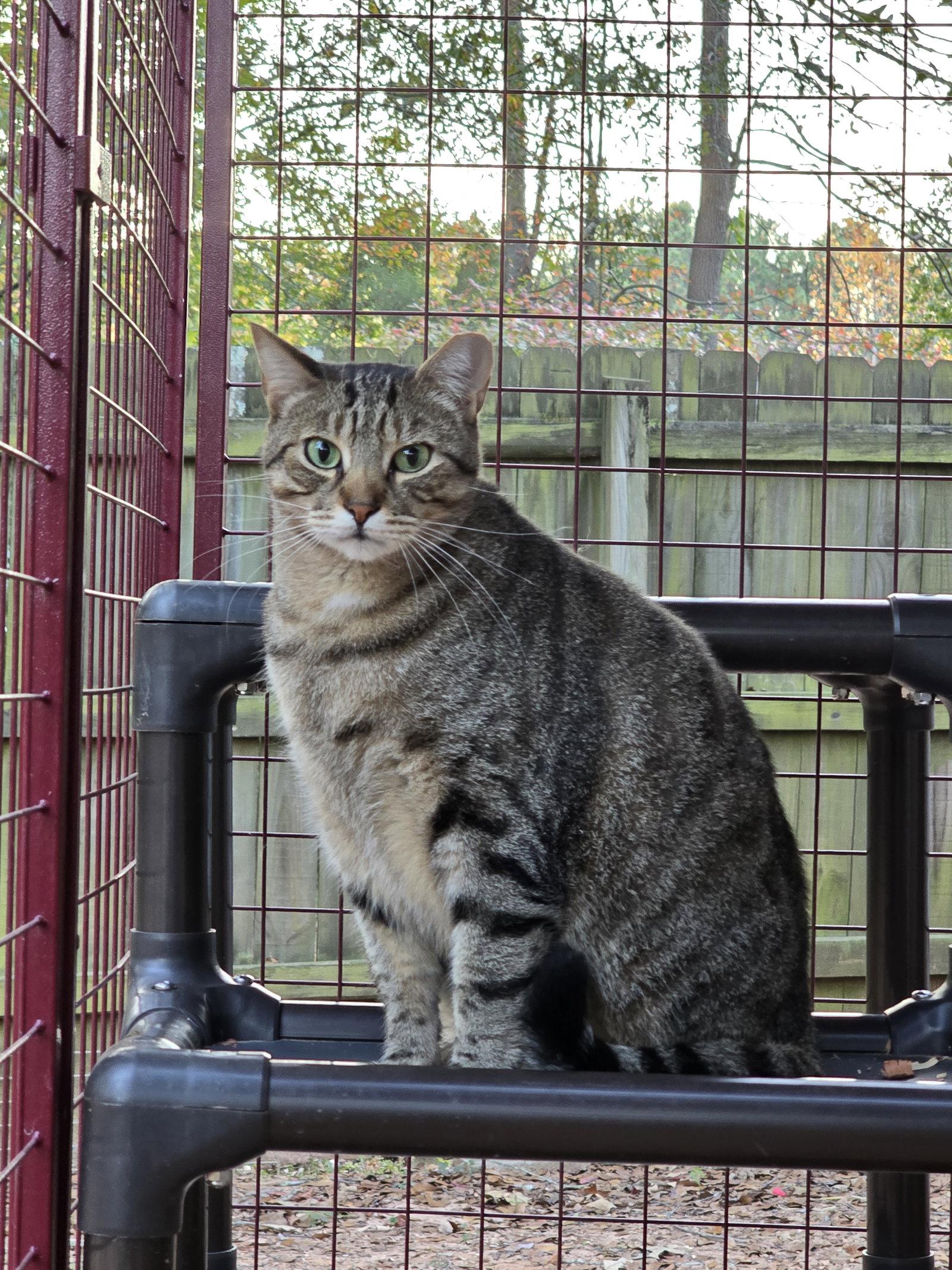 Dean, Adoptable, Adult Male Tabby.