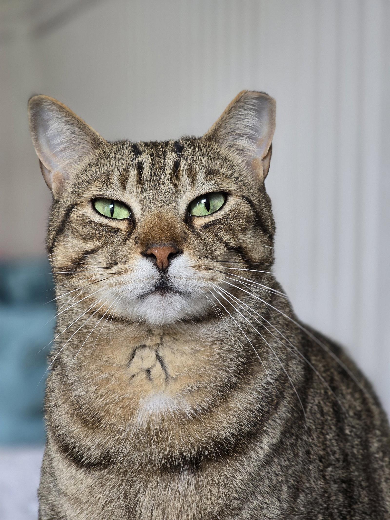 Enlarge Dean, a Adoptable Tabby in Locust Grove, GA image 3/3