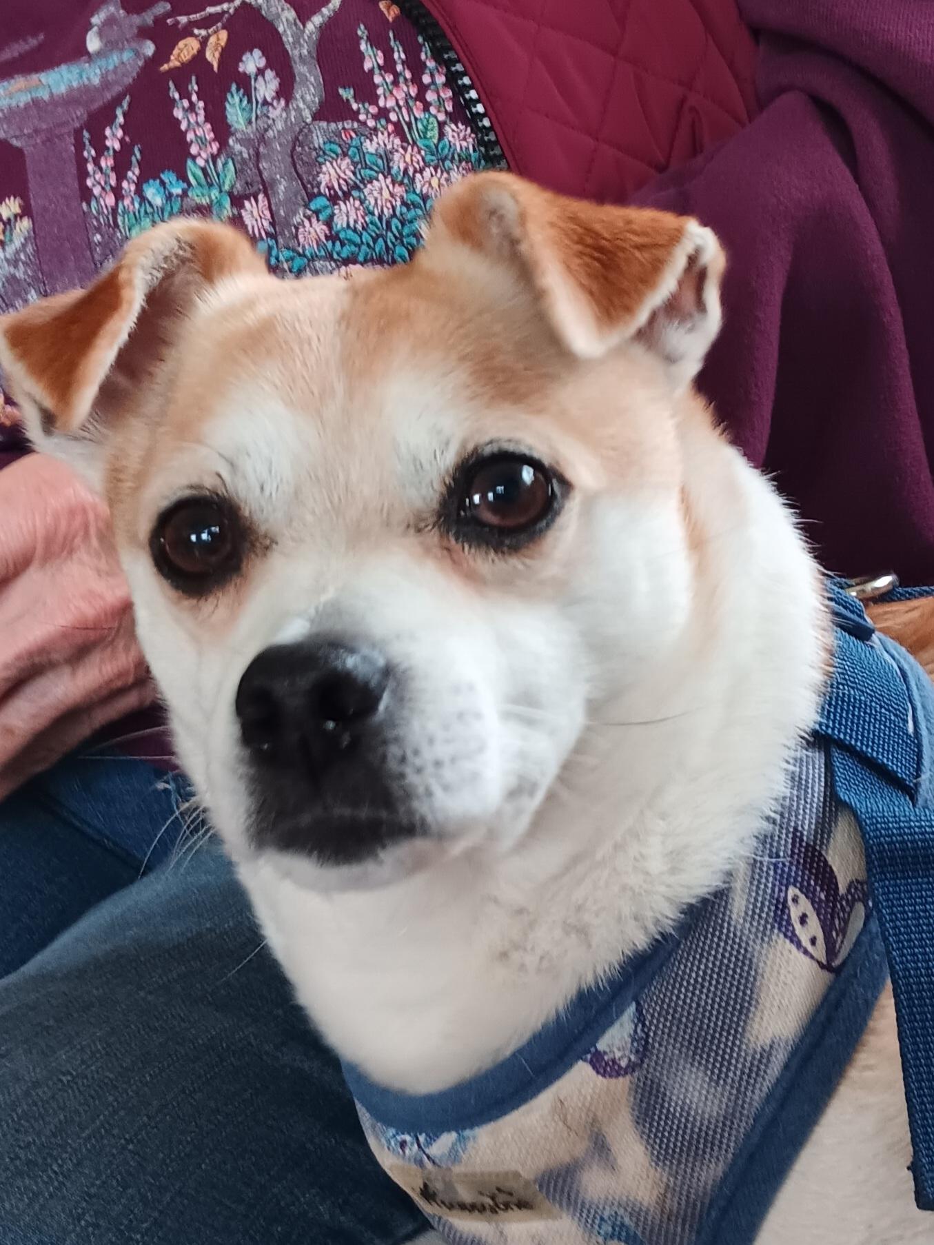 Enlarge Buddy, a Adopted mixed breed in McKenna, WA image 3/3