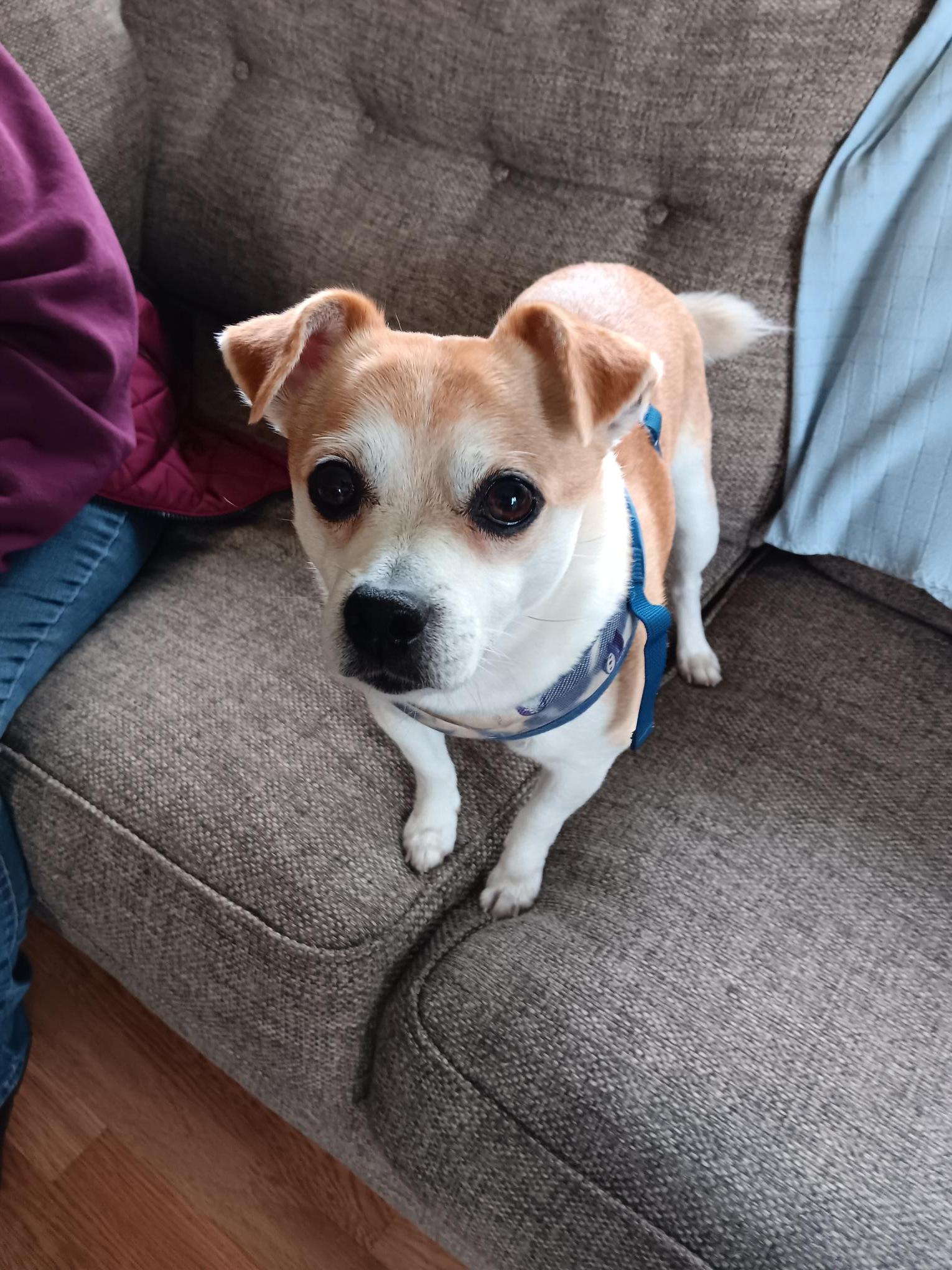 Enlarge Buddy, a Adopted mixed breed in McKenna, WA image 2/3