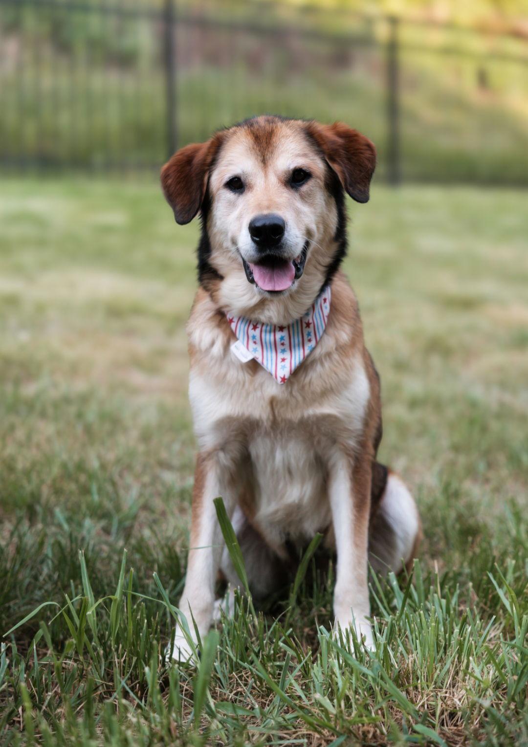 SUGAR (2), a Adoptable mixed breed in Croydon, NH image 2/3