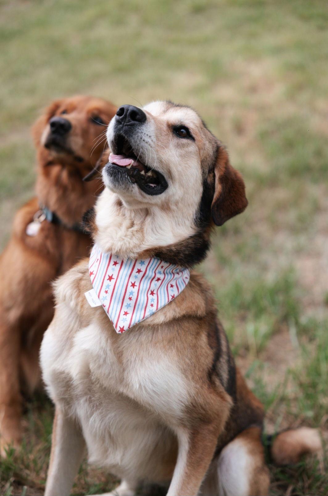 SUGAR (2), a Adoptable mixed breed in Croydon, NH image 3/3