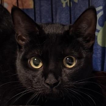 Enlarge Sarabi (C000-259)- City Of Industry Location, a Adoptable Domestic Short Hair in Chino Hills, CA image 1/1