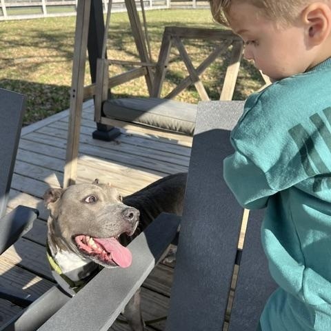 Enlarge PRINCESSA, a Adoptable American Staffordshire Terrier in Nashua, NH image 4/5