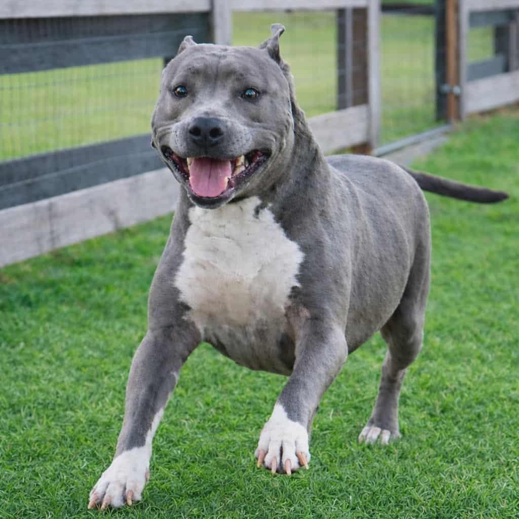 Enlarge PRINCESSA, a Adoptable American Staffordshire Terrier in Nashua, NH image 1/5