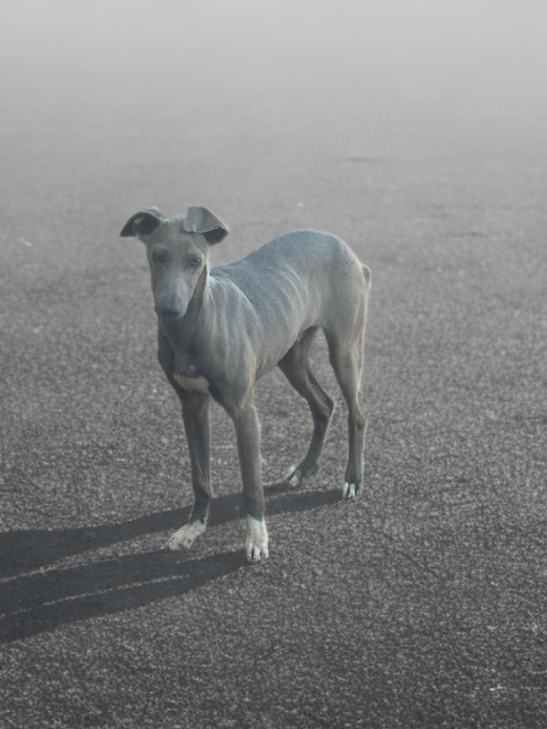 Enlarge Bluey, a ADOPTABLE Italian Greyhound in Weatherford, TX image 2/2
