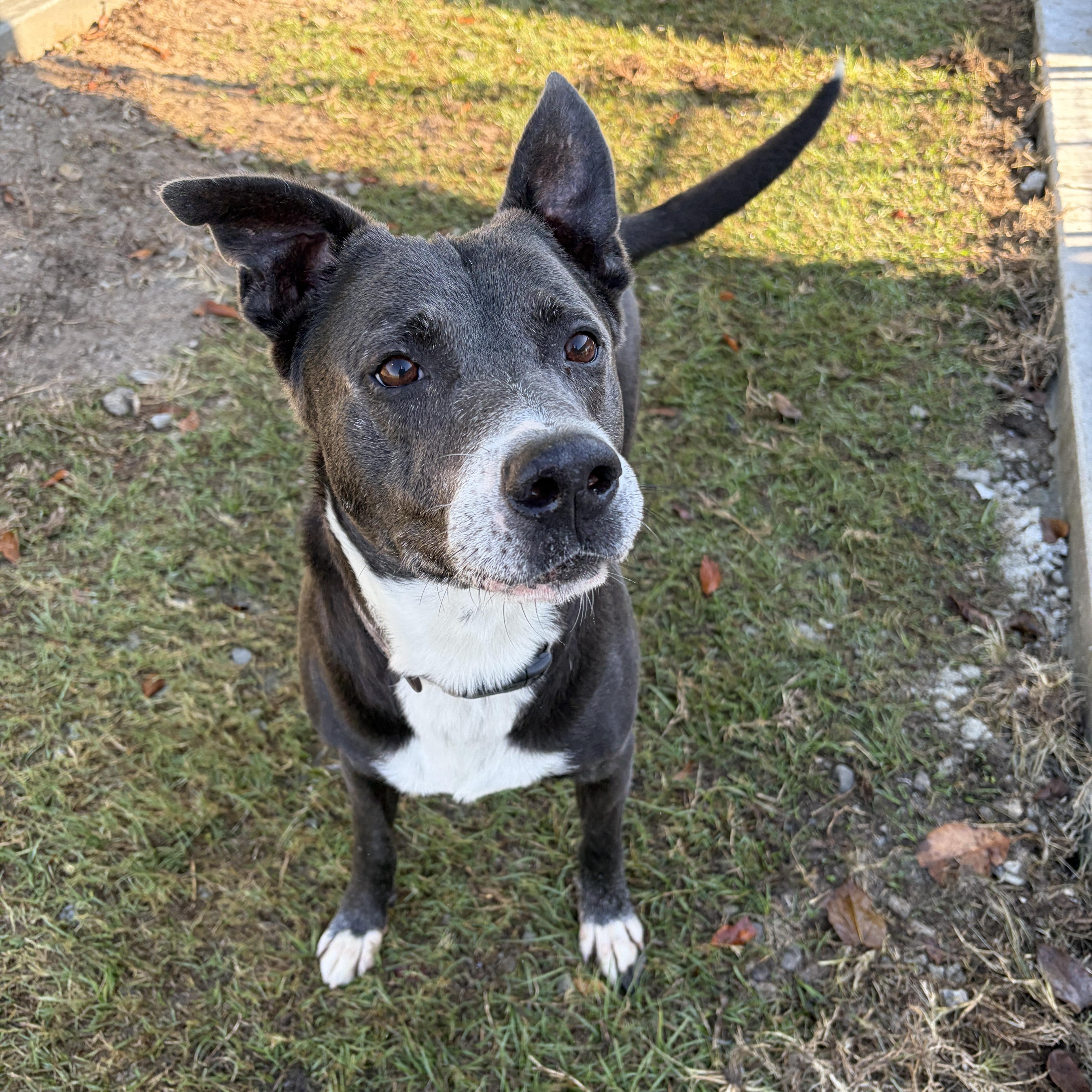 Enlarge Corey, a Adoptable Mixed Breed in Perry, GA image 1/6