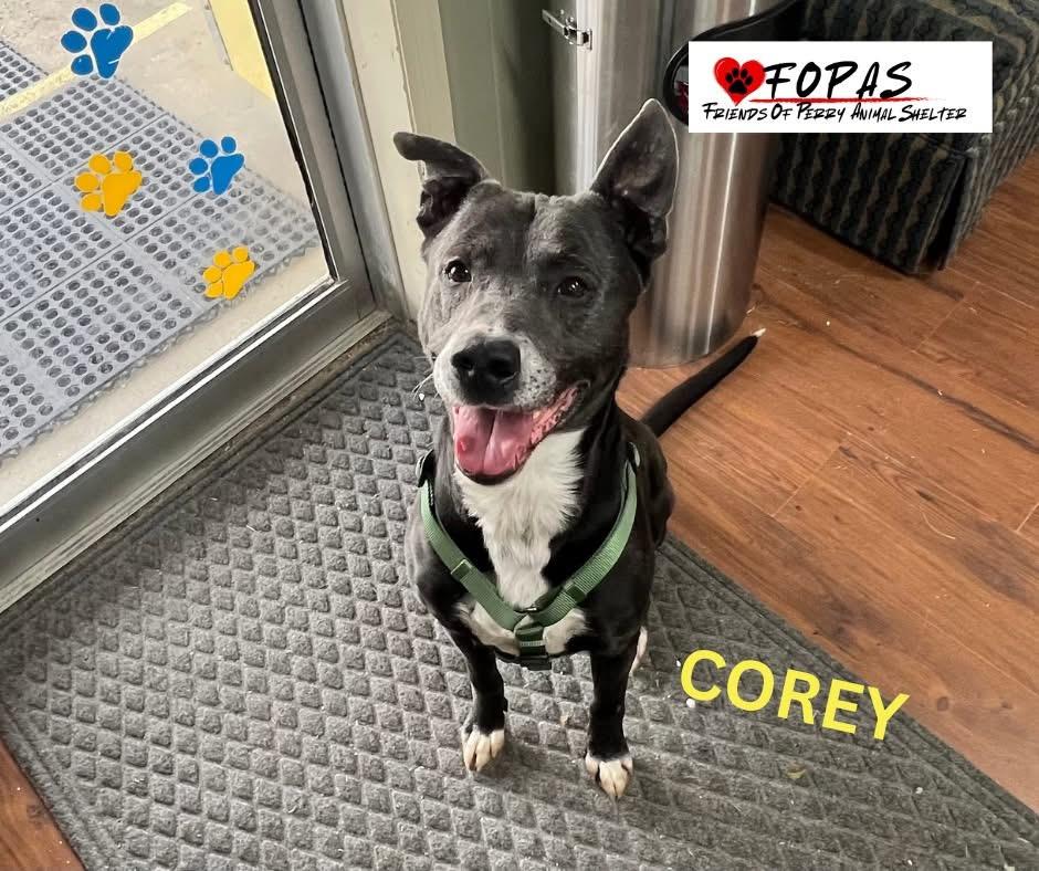 Enlarge Corey, a Adoptable Mixed Breed in Perry, GA image 3/6