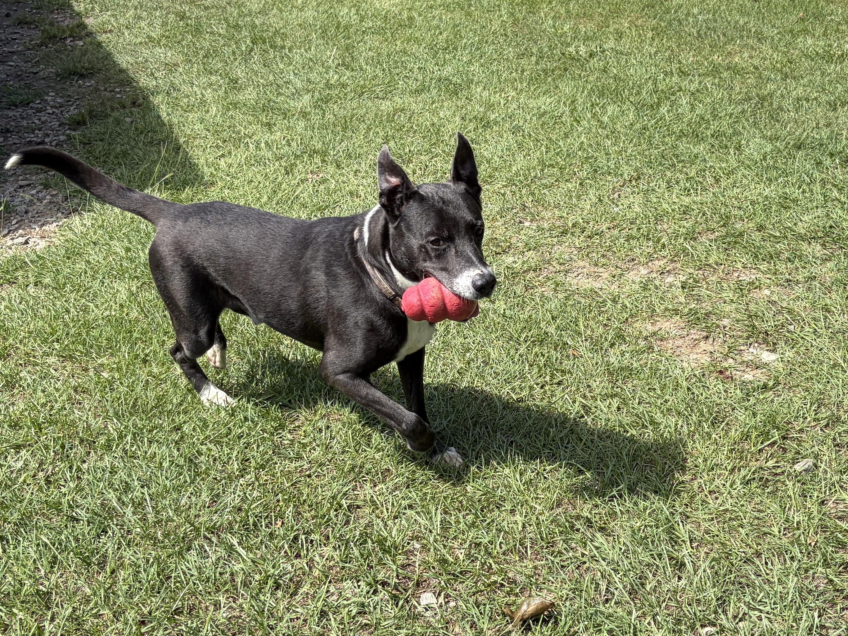 Enlarge Corey, a Adoptable Mixed Breed in Perry, GA image 4/6