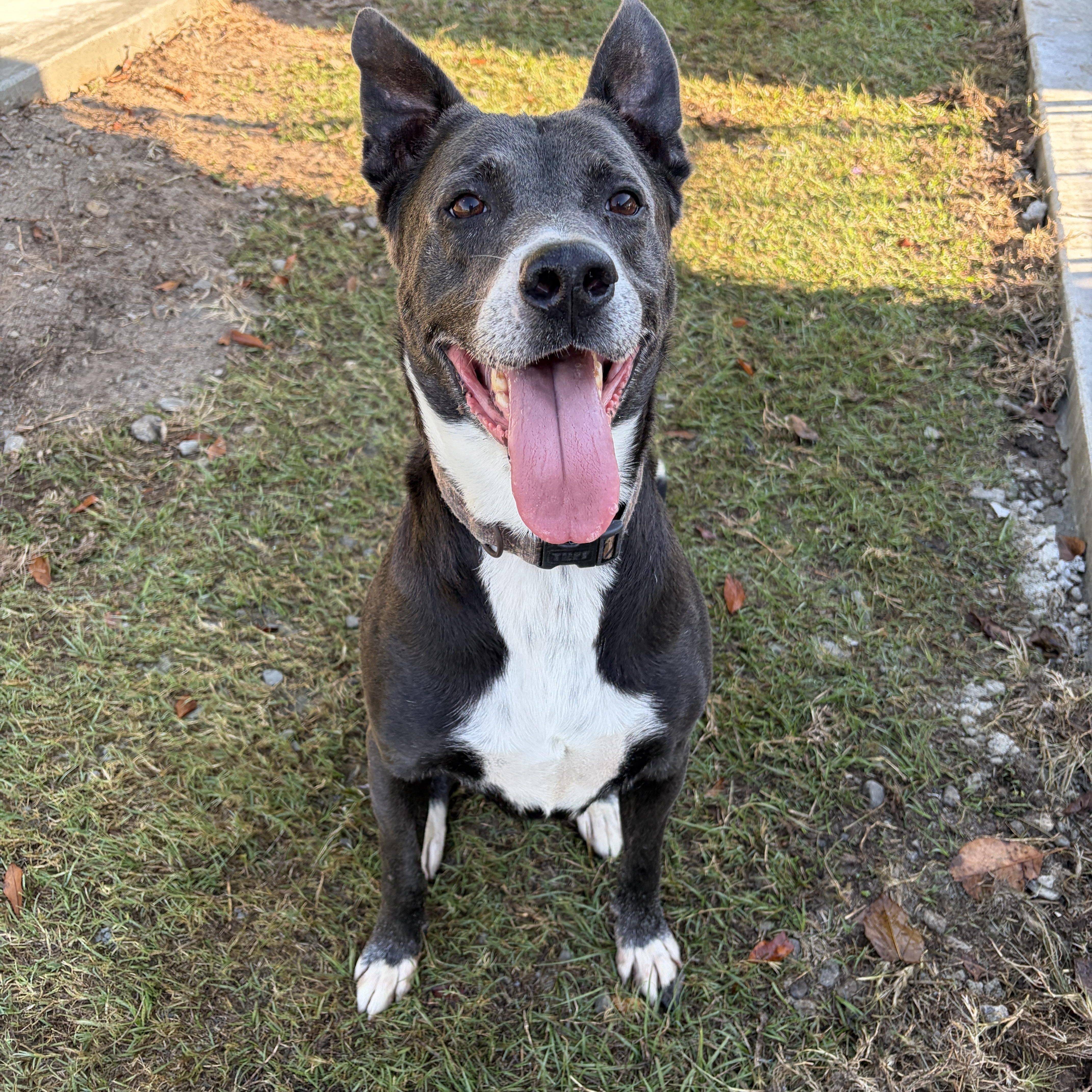 Enlarge Corey, a Adoptable Mixed Breed in Perry, GA image 2/6