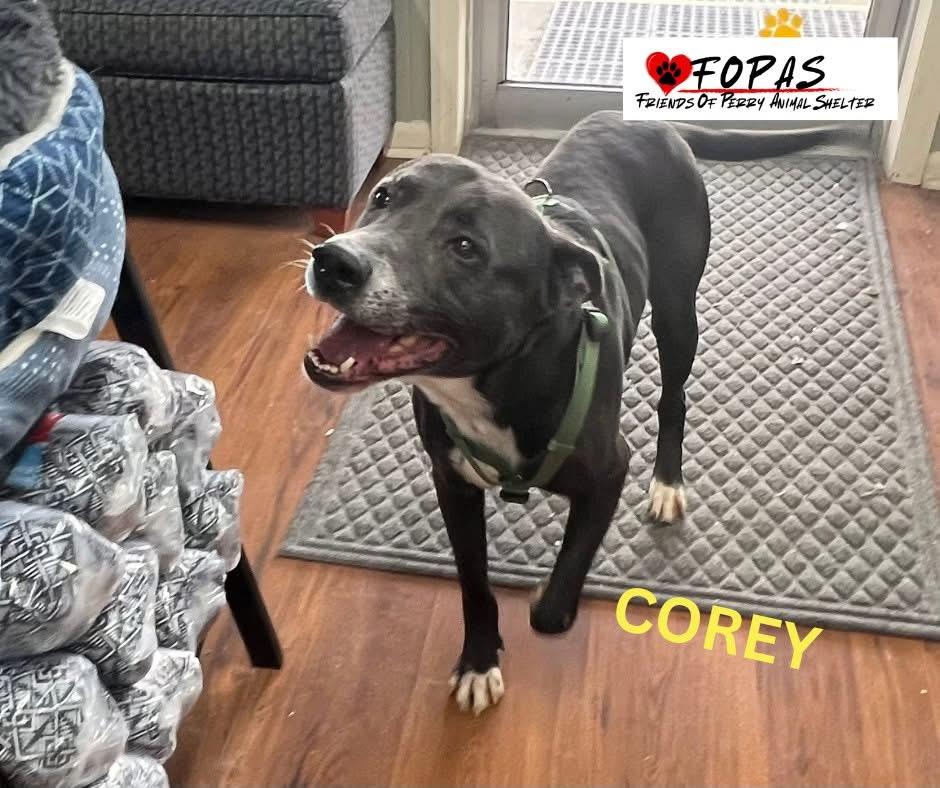 Enlarge Corey, a Adoptable Mixed Breed in Perry, GA image 6/6