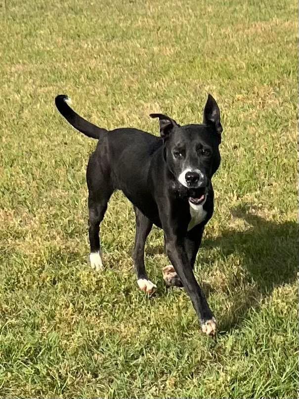 Enlarge Corey, a Adoptable Mixed Breed in Perry, GA image 5/6
