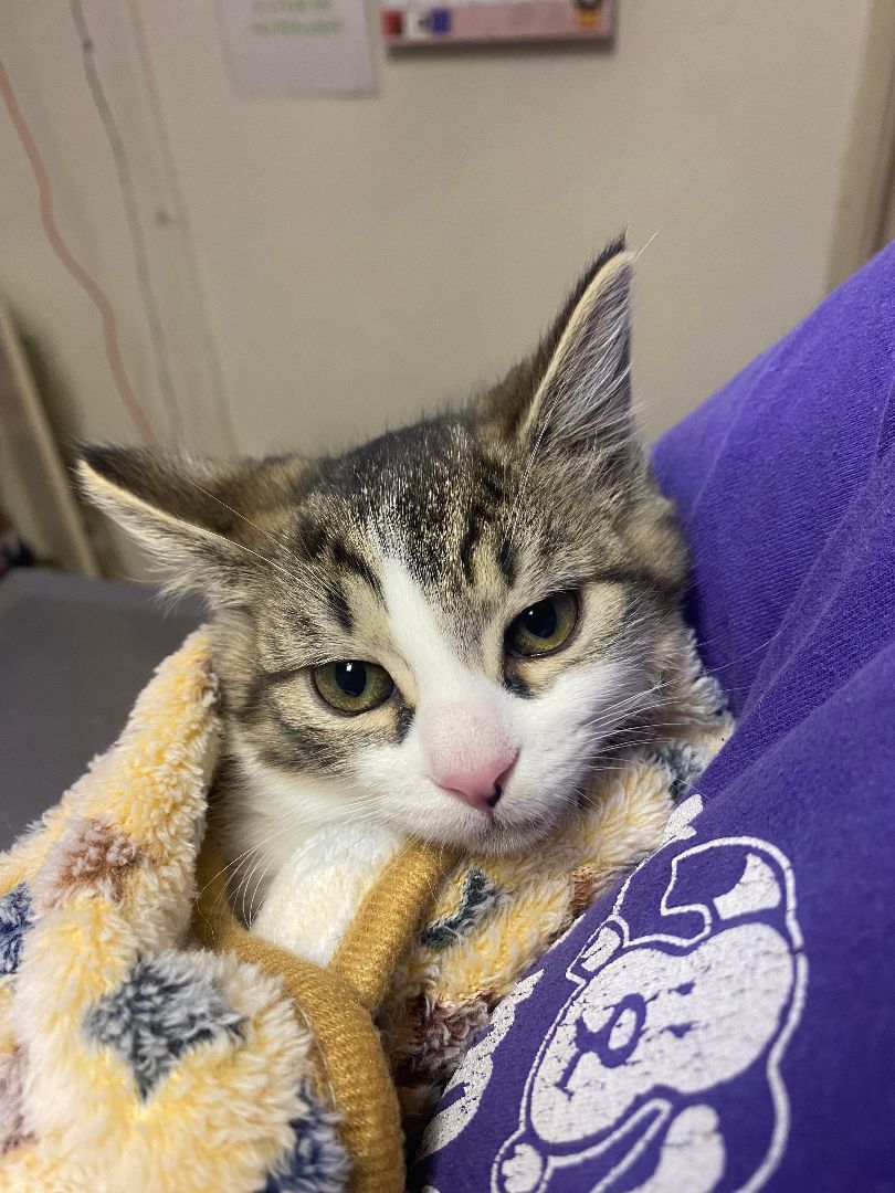 Spirit, a Adoptable mixed breed in Nogales, AZ image 2/4