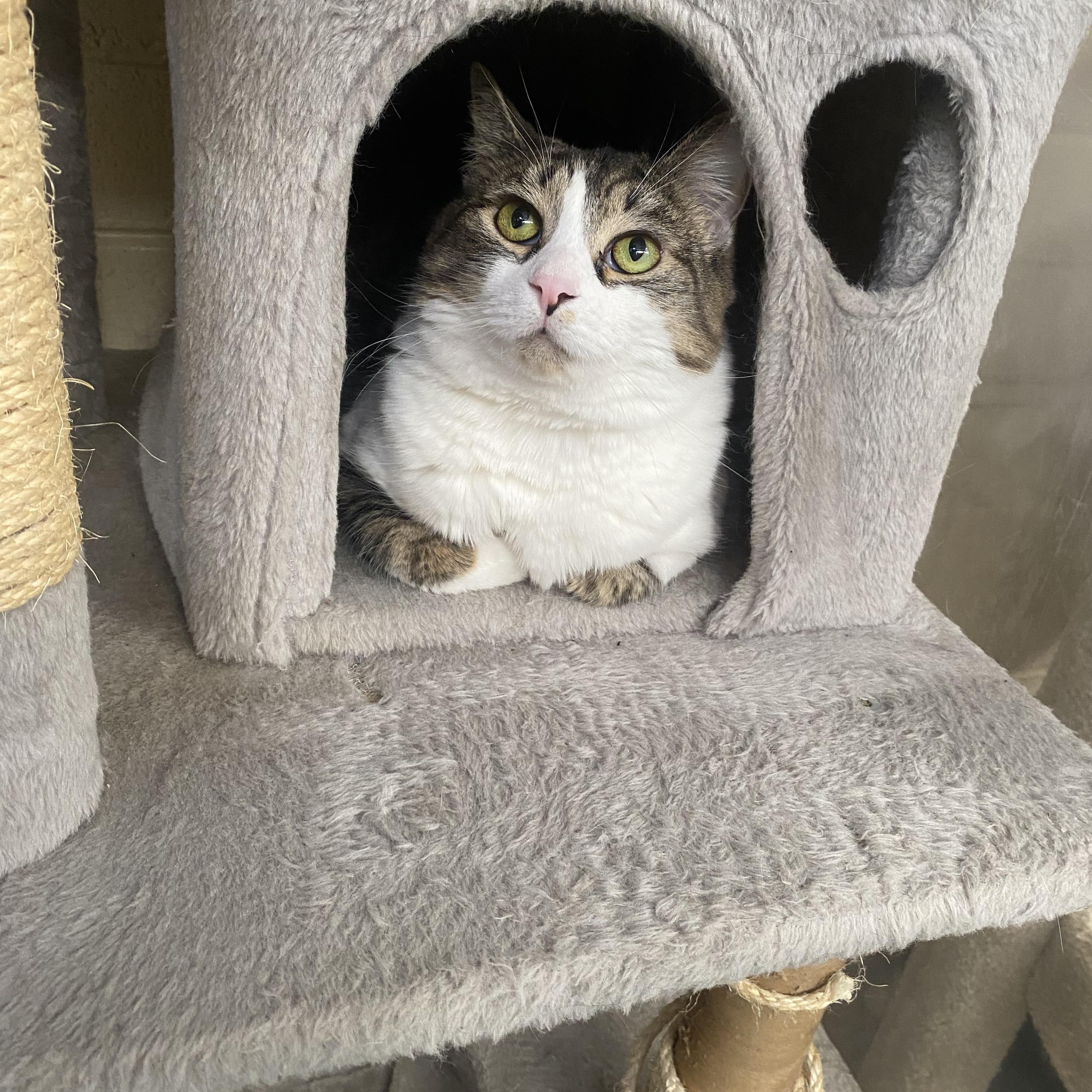 Spirit, a Adoptable mixed breed in Nogales, AZ image 1/4