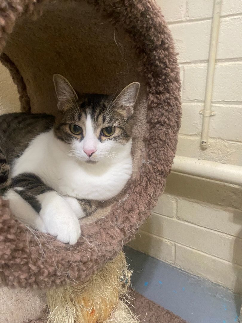 Spirit, a Adoptable mixed breed in Nogales, AZ image 3/4