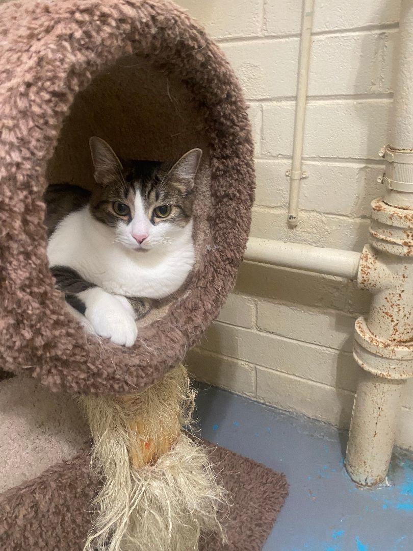 Spirit, a Adoptable mixed breed in Nogales, AZ image 4/4