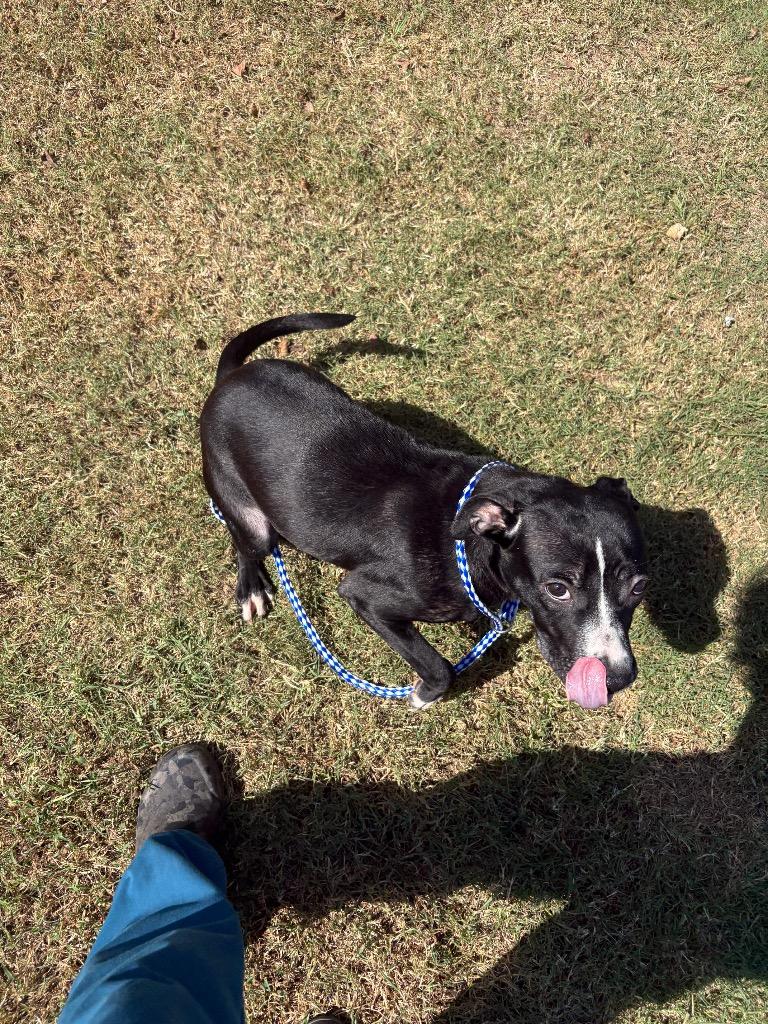 Rania, Adoptable, Puppy Female Pit Bull Terrier.